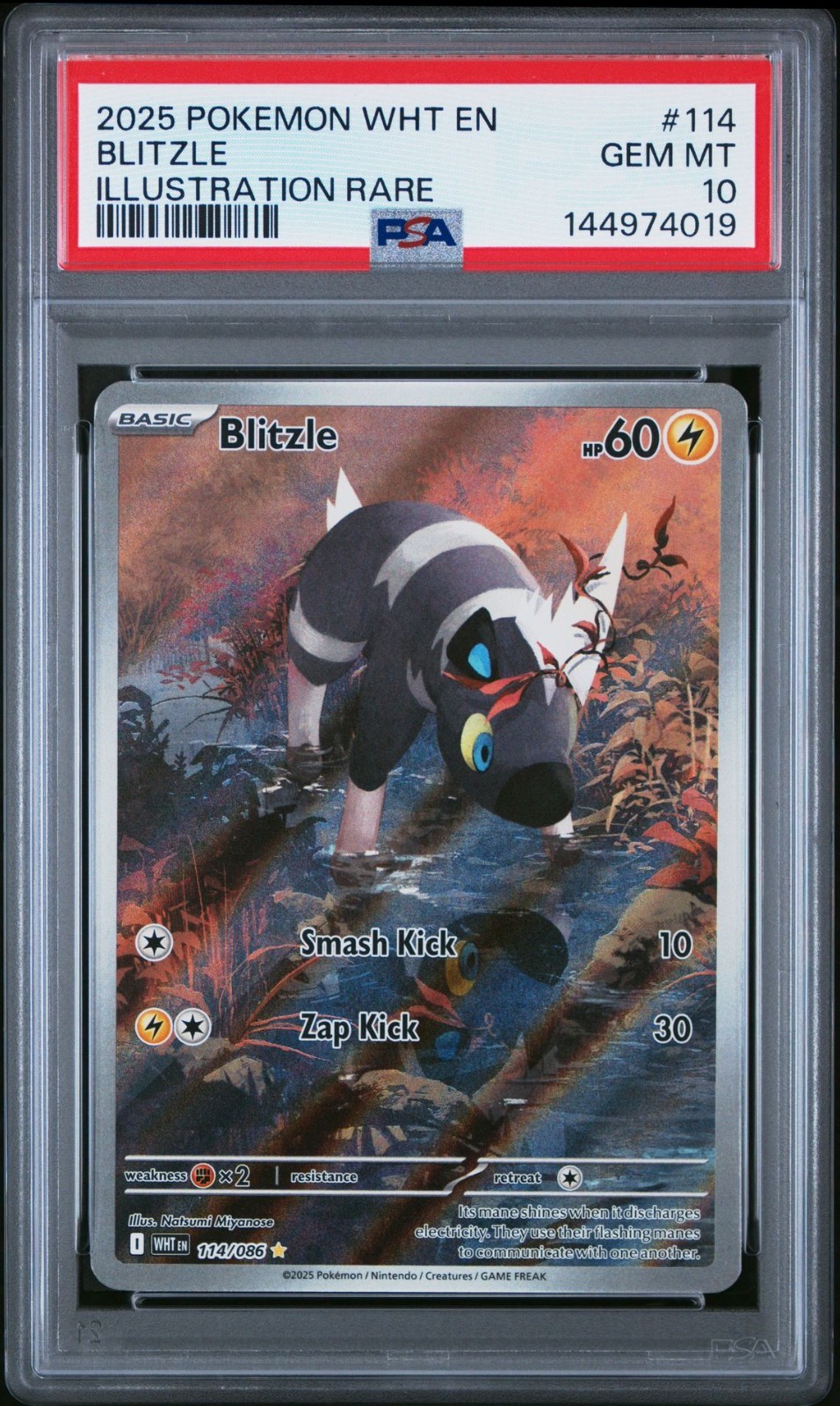 2025 Pokemon Wht EN-White Flare Blitzle Illustration Rare 114